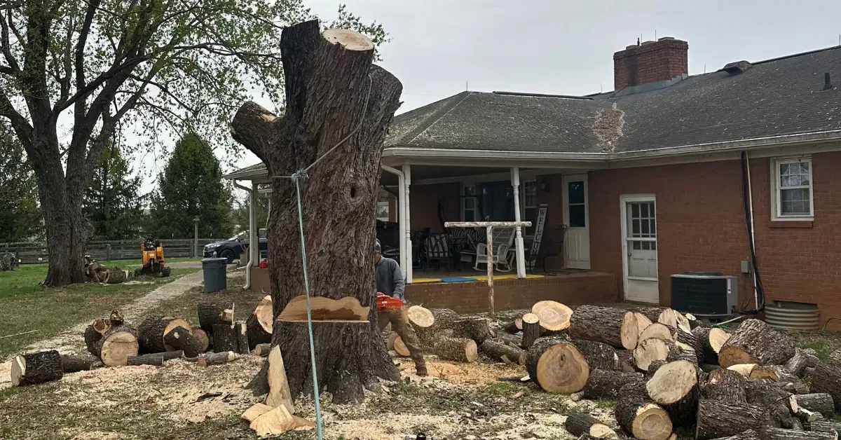 Tree Removal In Culpeper and Northern VA