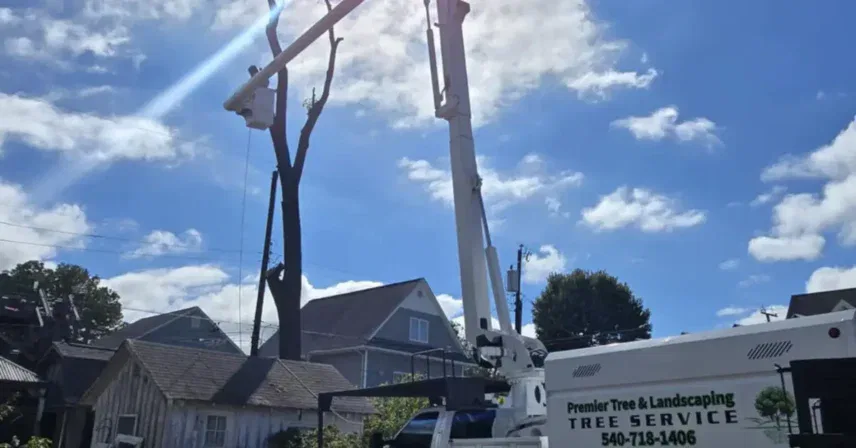 What Homeowners Insurance Usually Covers After Tree Damage in VA
