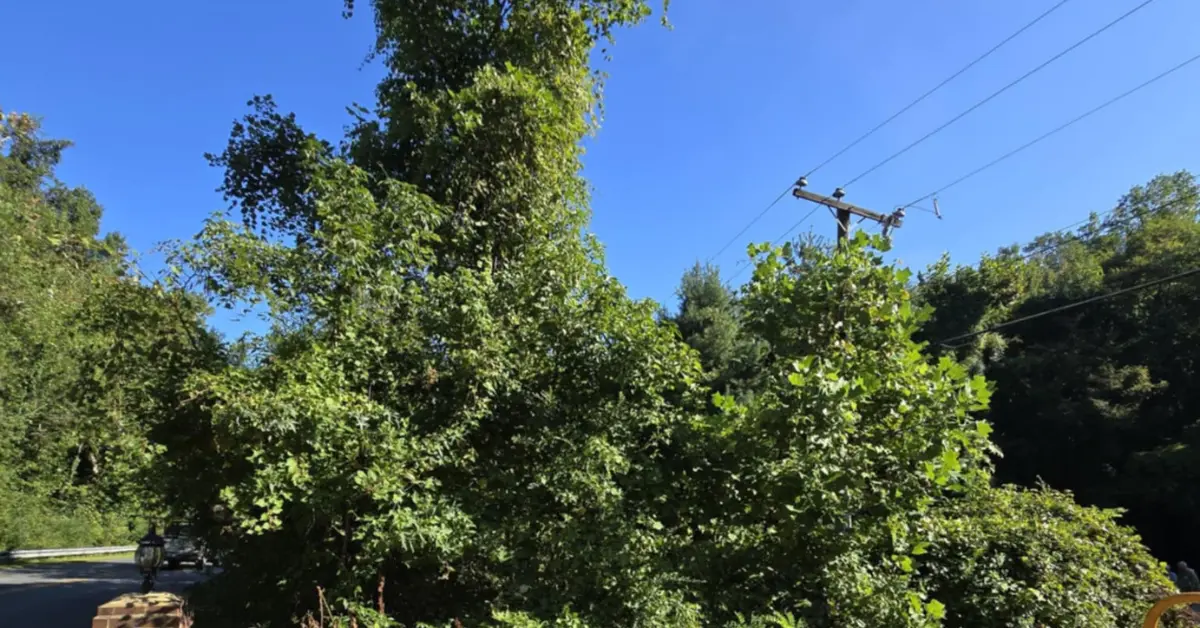 Shrub Removal