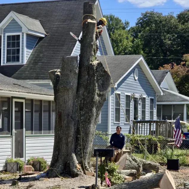Tree service in Rappahannock County, Virginia with professional arborists working on property