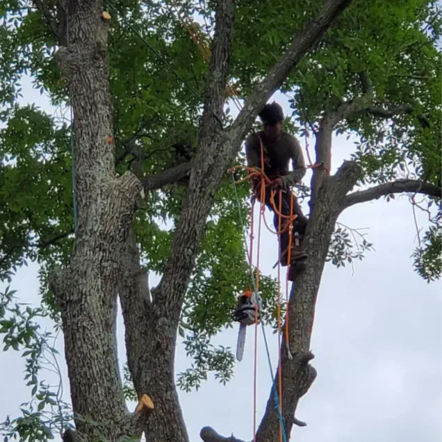 Tree Service Greene County, VA | Premier Tree & Landscaping