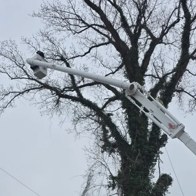 tree service in Culperer VA