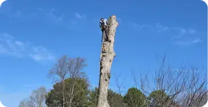 Tree Removal