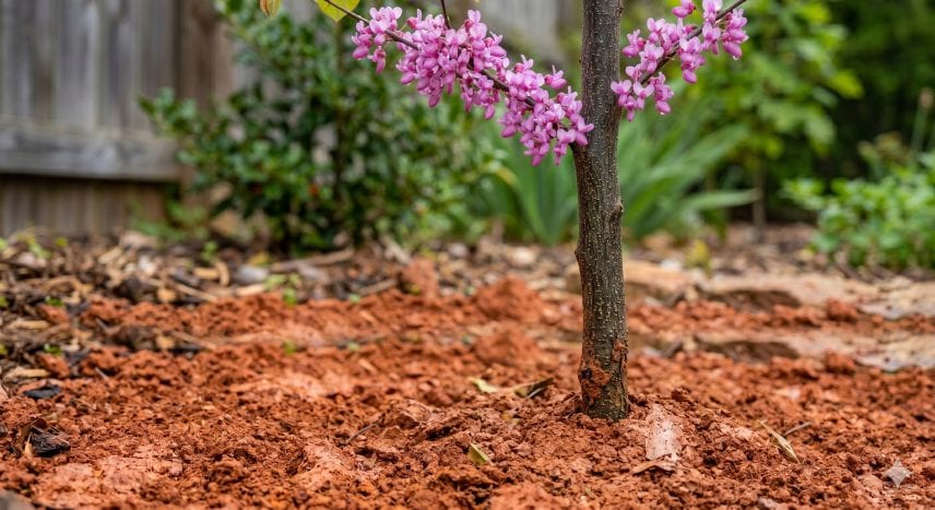 A Red Oak tree with strong roots growing in Culpeper's red clay soil.