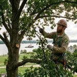 ertified arborist performing crown thinning pruning on a mature oak tree overlooking the Potomac River waterfront before hurricane season