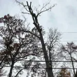 Trees Near Power Lines: When It Becomes a Safety Issue