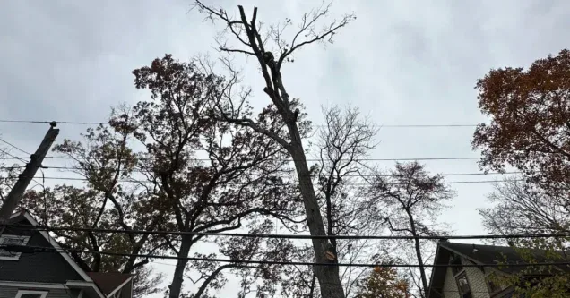 Trees Near Power Lines: When It Becomes a Safety Issue