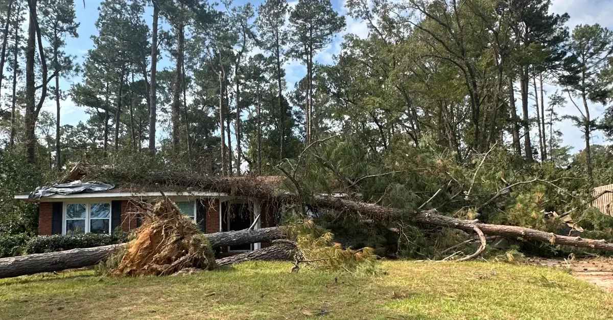 Emergency Tree Service