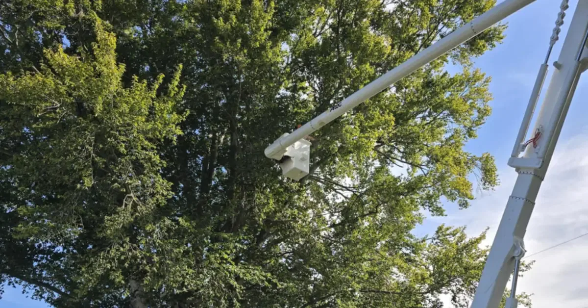 Tree Trimming