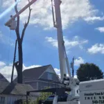 What Homeowners Insurance Usually Covers After Tree Damage in VA