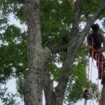 Tree Trimming & Pruning