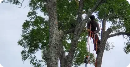 Tree Trimming & Pruning
