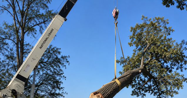Large Tree Removal in the Northern Neck
