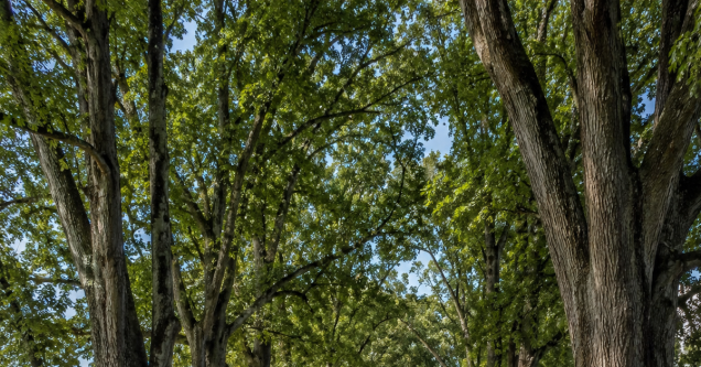 How Virginia’s Right-of-Way Tree Regulations Affect What You Can and Can’t Cut on Rural Roads