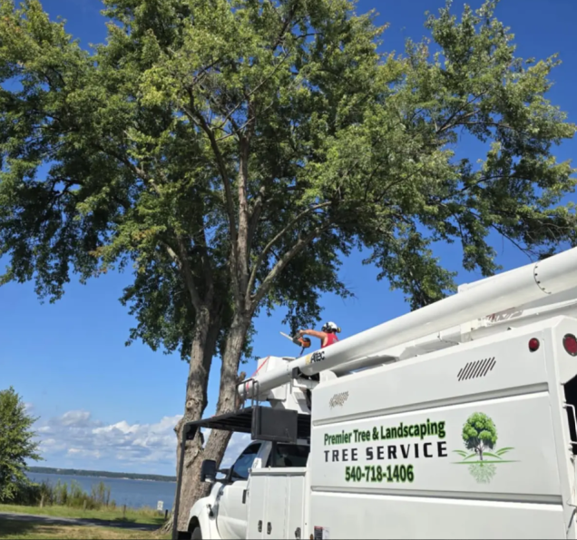 How Premier Tree & Landscaping Replaced Sticker Shock With a Pleasant Surprise for a Virginia Couple