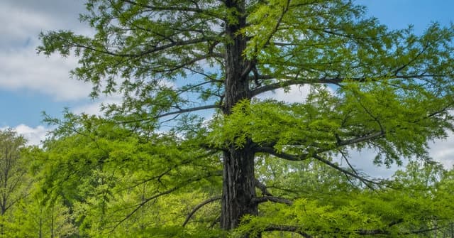 Bald cypress tree thriving in a saturated low-lying area in Culpeper County, Virginia