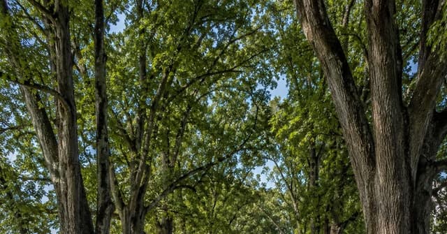 Large hardwood trees growing within a Virginia rural road right-of-way in Rappahannock County