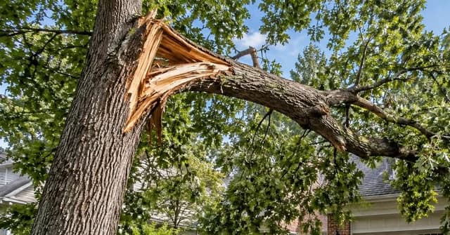 Large broken tree limb hanging above a residential driveway in Northern Virginia