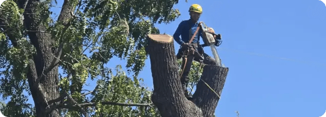 About the Premier Tree & Landscaping Team