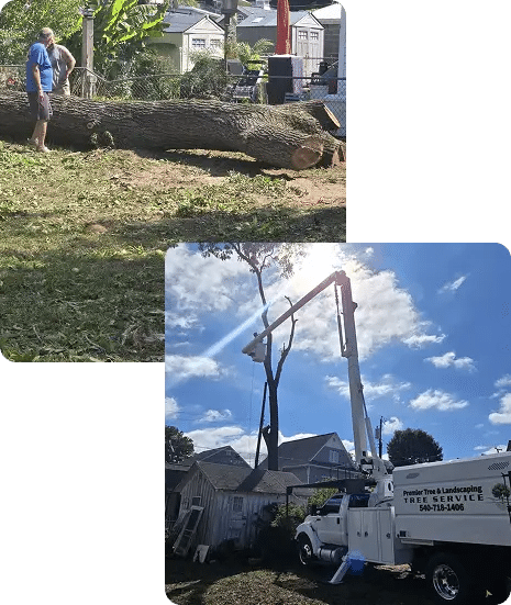 About the Premier Tree & Landscaping Team