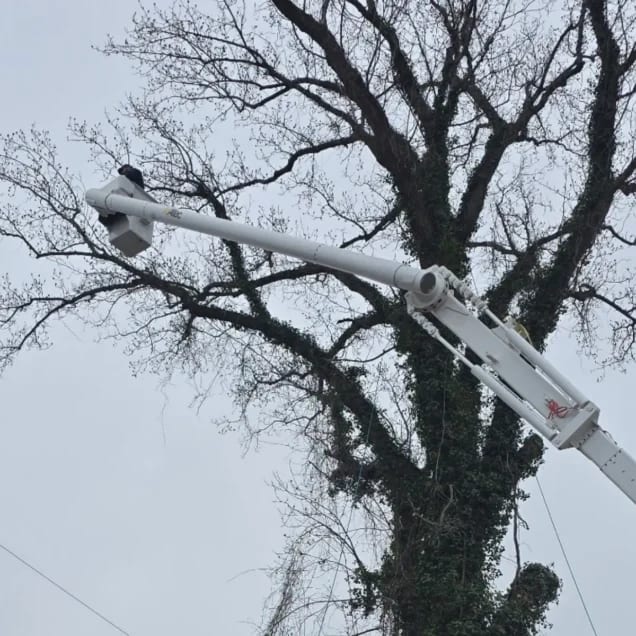 tree service in Culperer VA