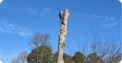 Tree Removal
